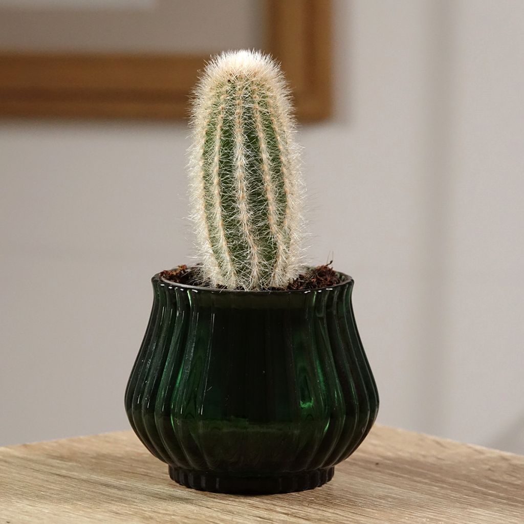 Austrocephalocereus dybowskii - Cactus-cierge laineux