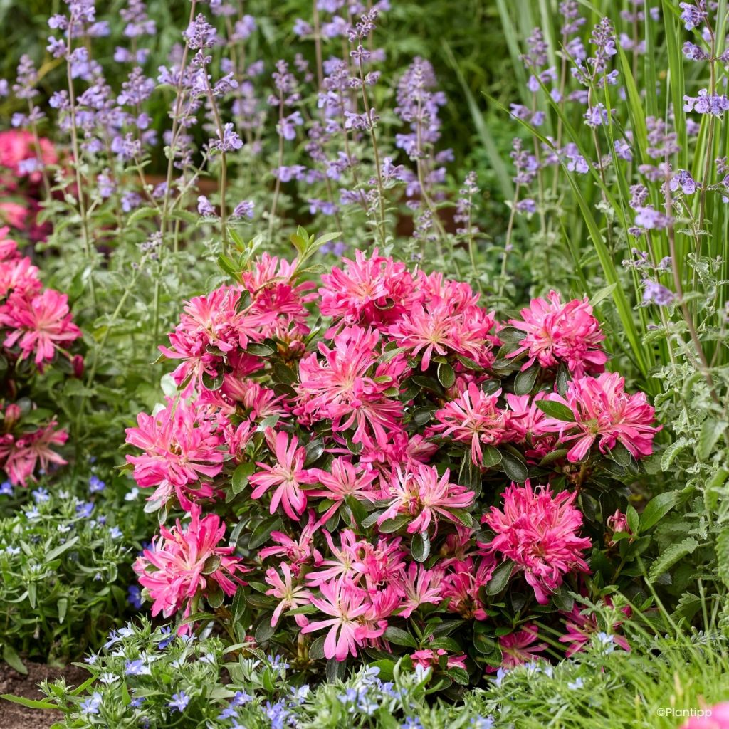 Azálea Japonesa Pink Star