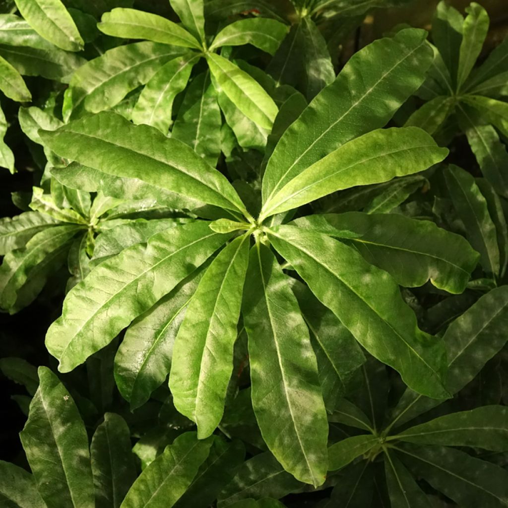 Azálea Mollis Demoiselles de Boutiguery Callista