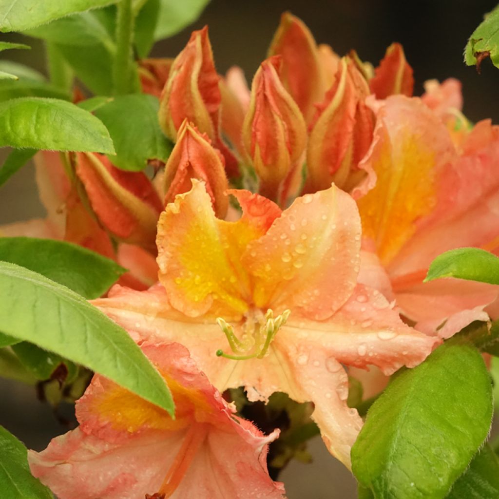 Azálea Mollis Demoiselles de Boutiguery Idylla