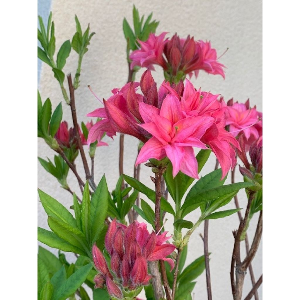 Azálea Mollis Homebush