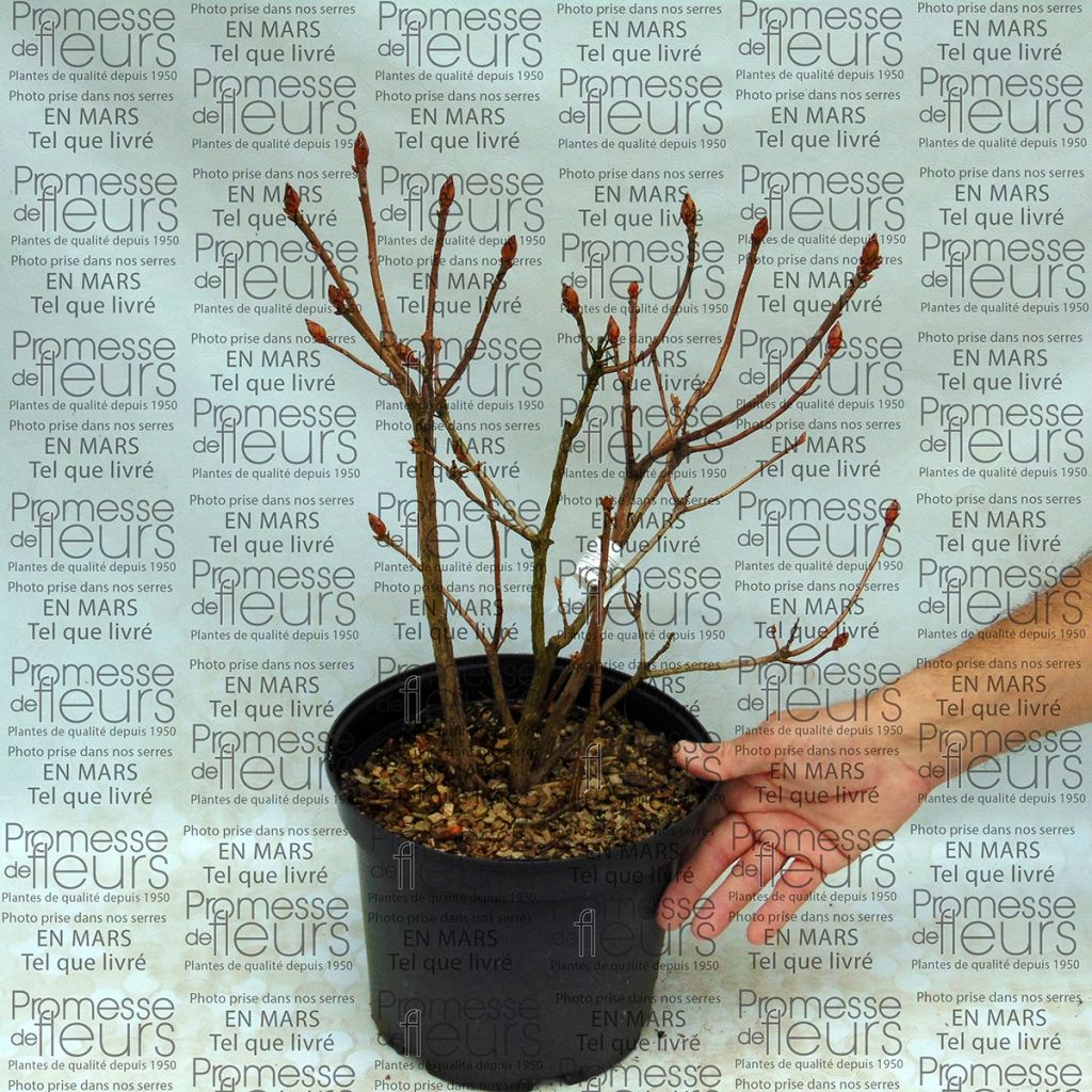 Azálea Mollis Klondyke