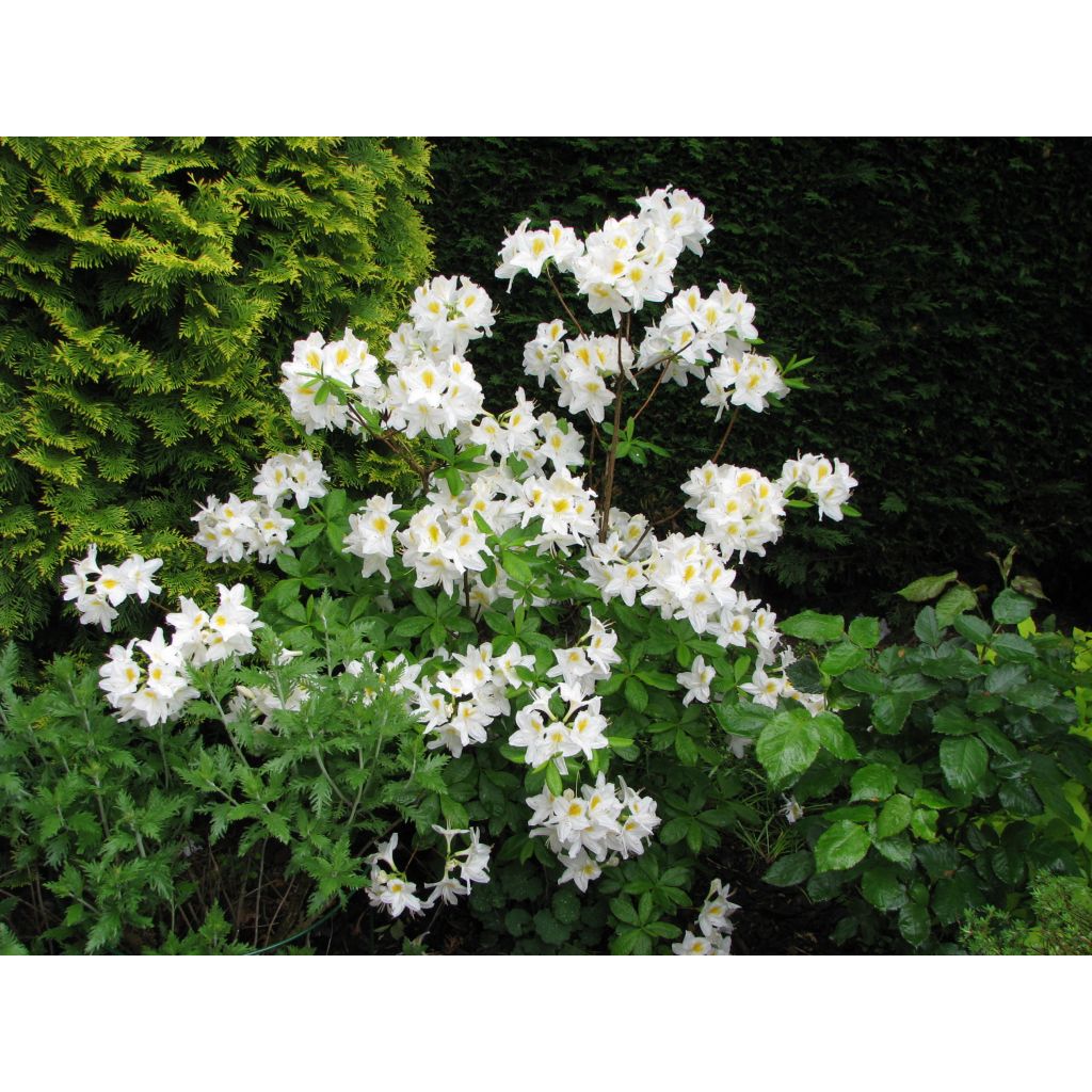 Azálea Mollis Persil