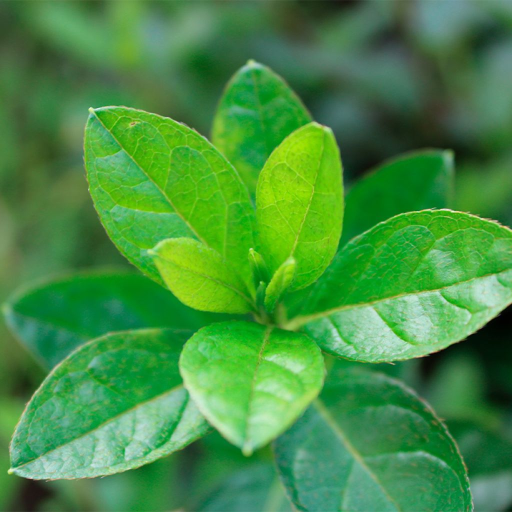 Azálea Japonesa ENCORE Autumn Fire