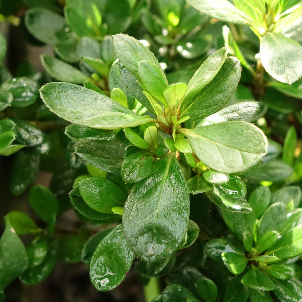 Azálea Japonesa ENCORE Bonfire