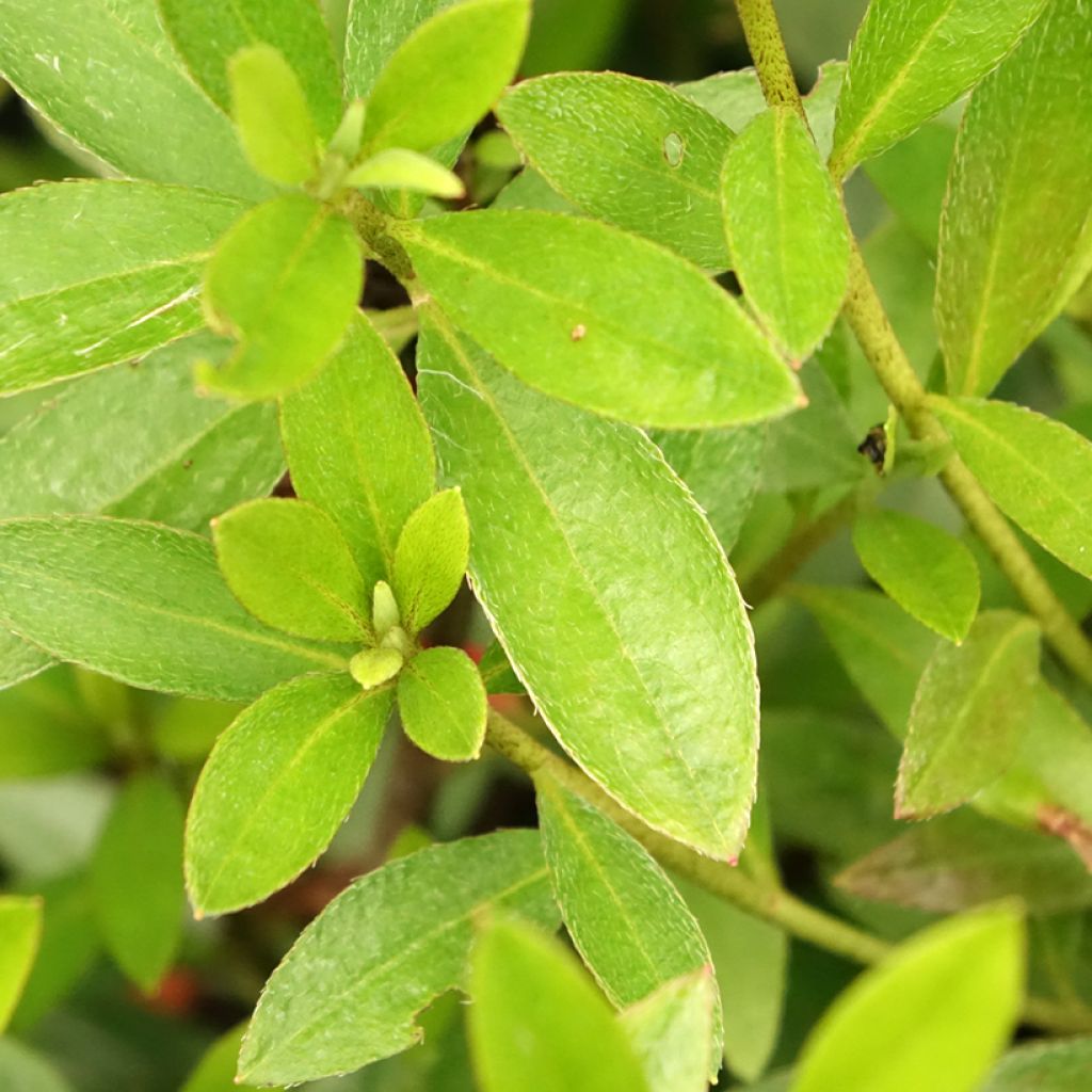 Azálea Japonesa Purple Splendor