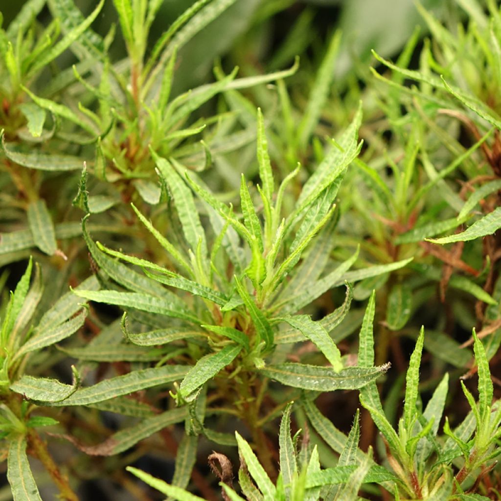 Azálea Japonesa Star Style Pink