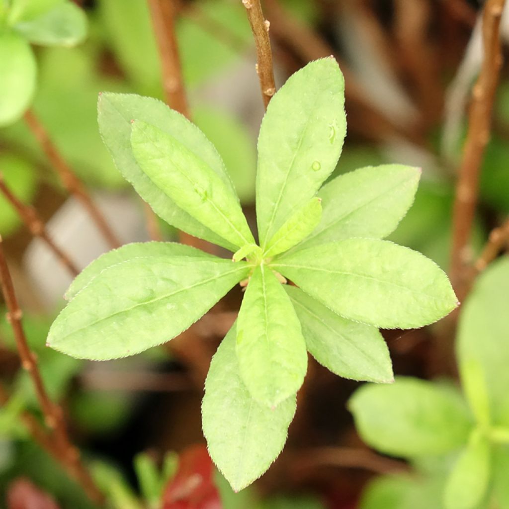 Azálea Mollis Viscosa