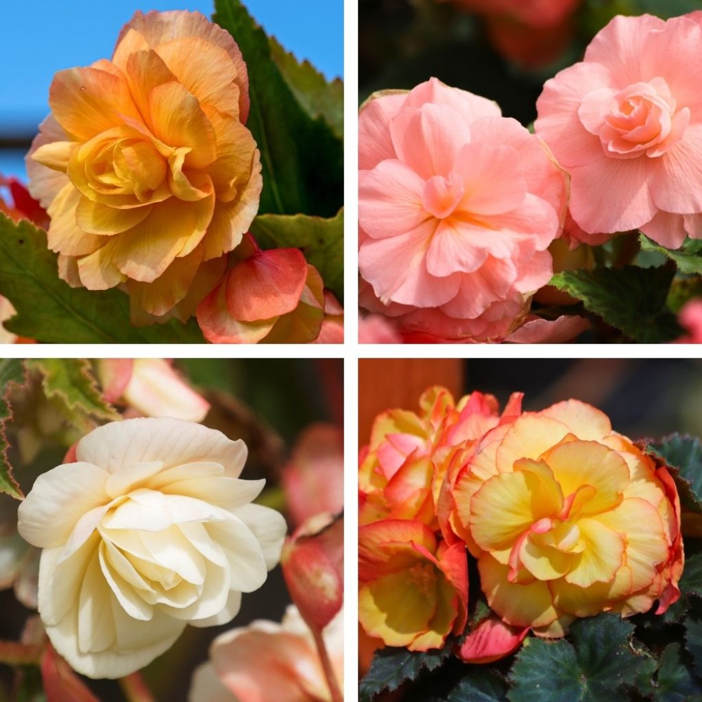 Begónia multiflora pastel Mix