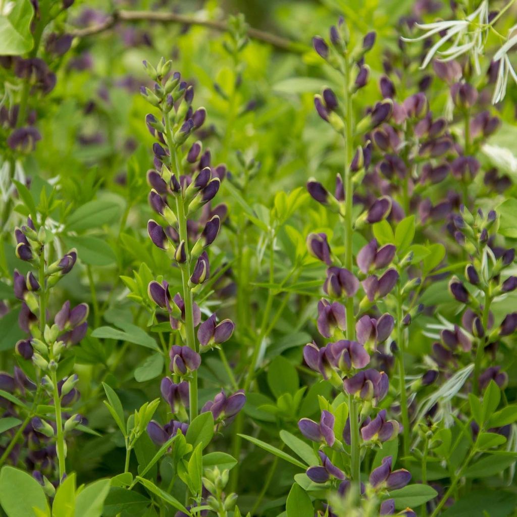 Baptisia australis var. minor Dark Blue