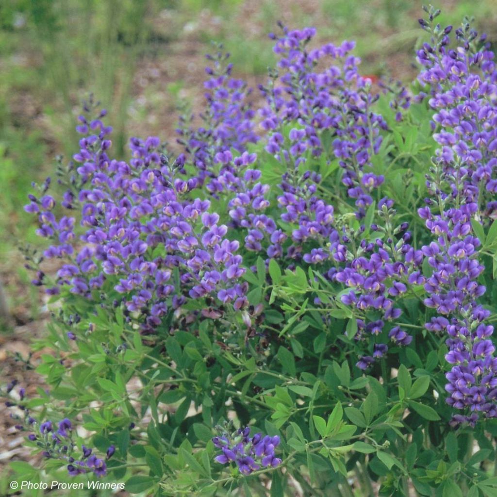 Baptisia Decadence Blueberry Sundae