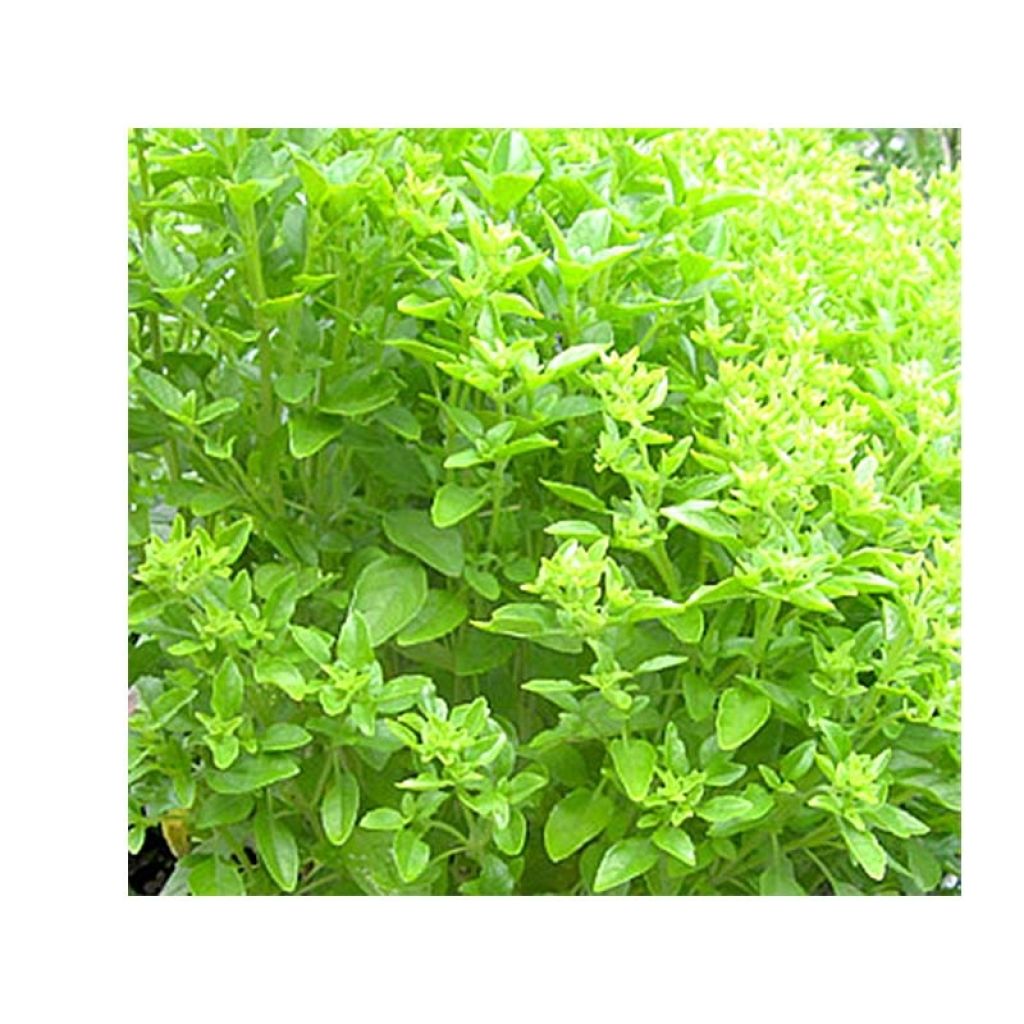 Manjericão Kubanischer Strauch - Manjericão cubano