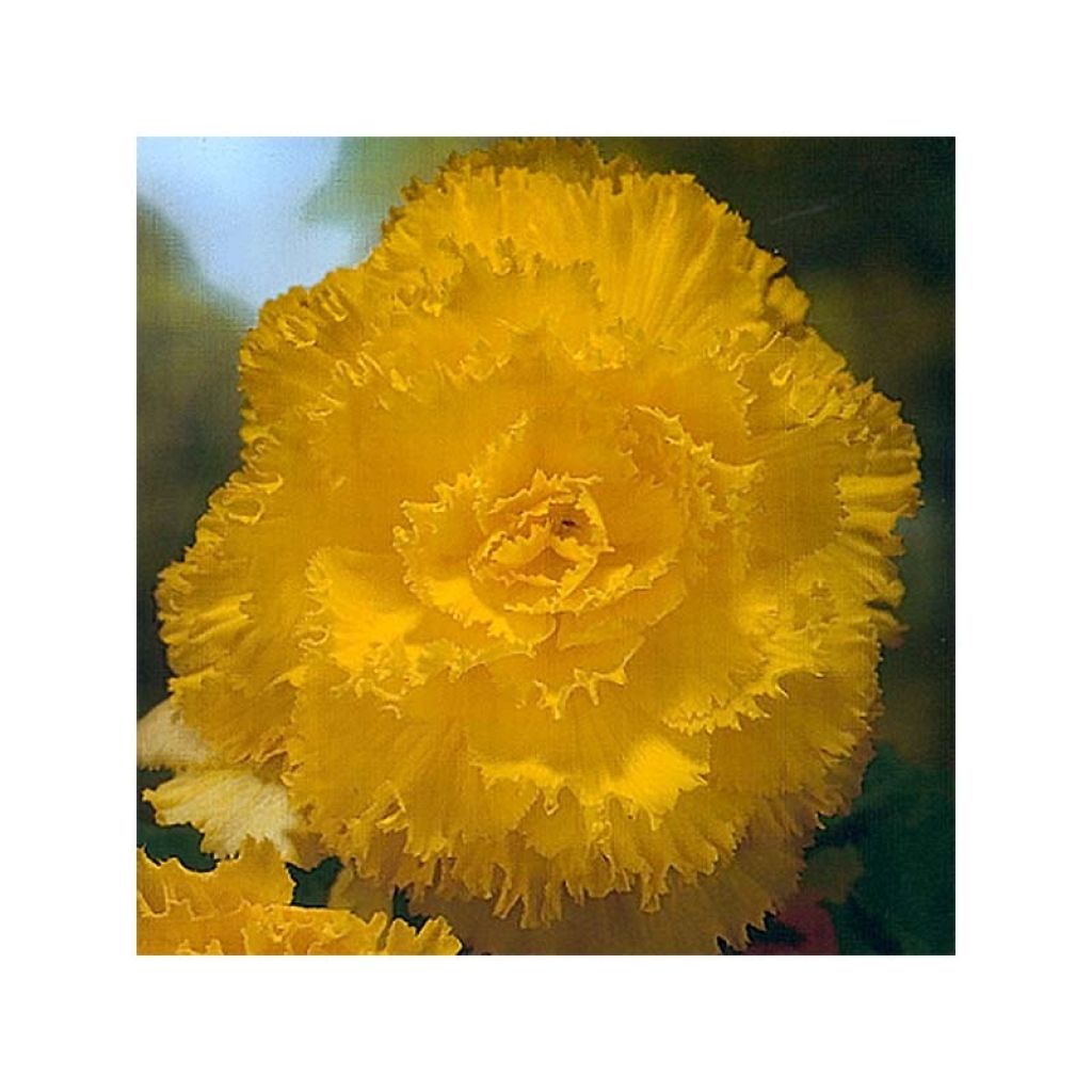 Begónia multiflora Fimbriata Amarelo