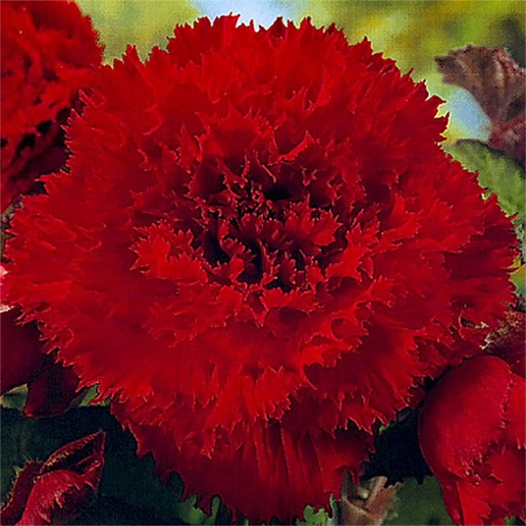 Begónia tuberosa pendula (Tuberhybrida) Vermelho