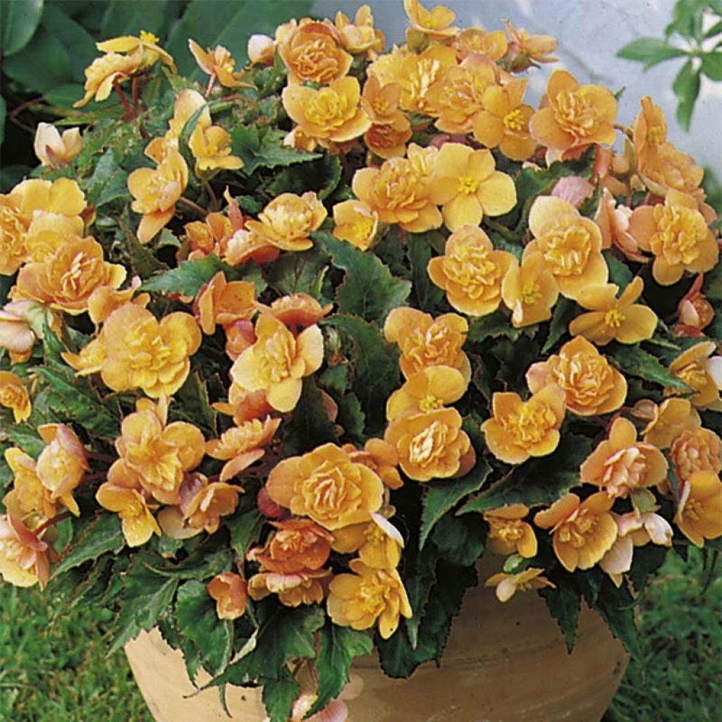 Begónia multiflora Richard Galle