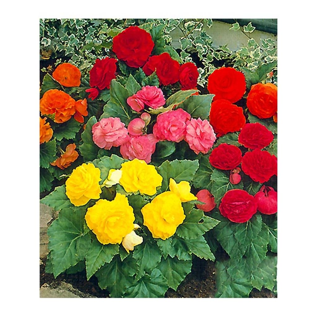 Begónia multiflora Non Stop Mix