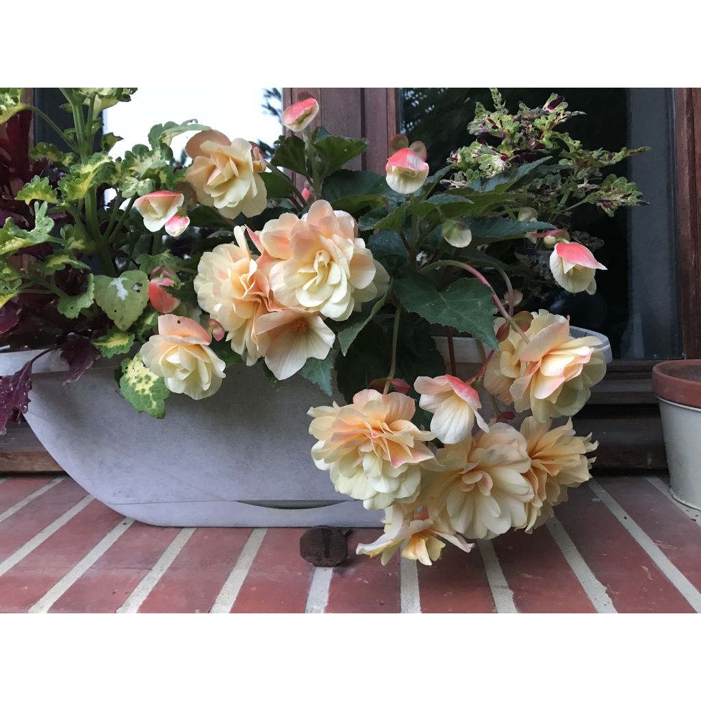 Begónia Begonia Chardonnay