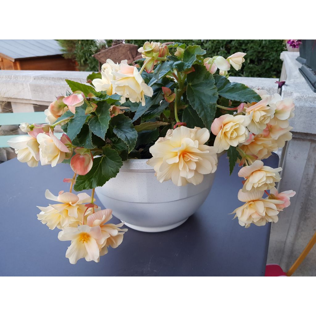 Begónia Begonia Chardonnay