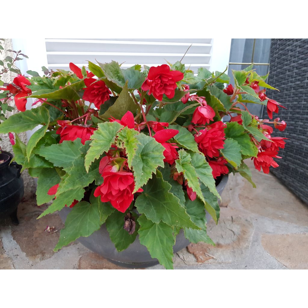 Begónia tuberosa pendula Illumination Ecarlate