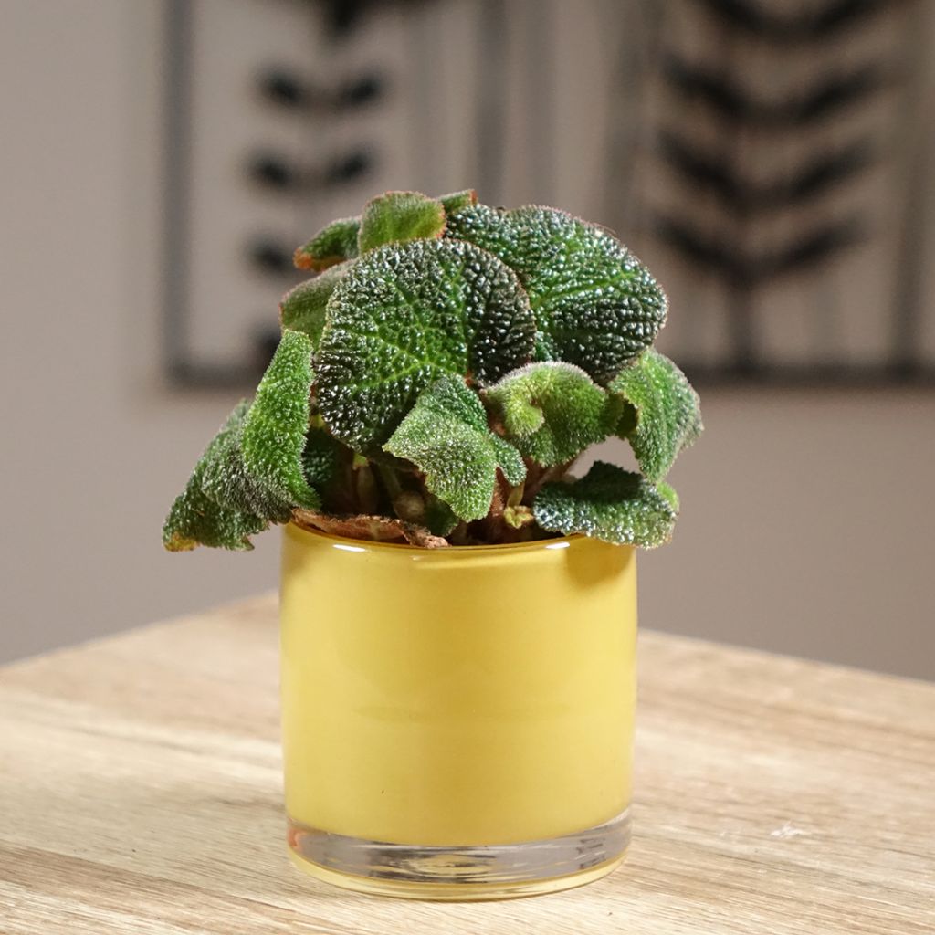 Begonia rex Soli Mutata - Begónia