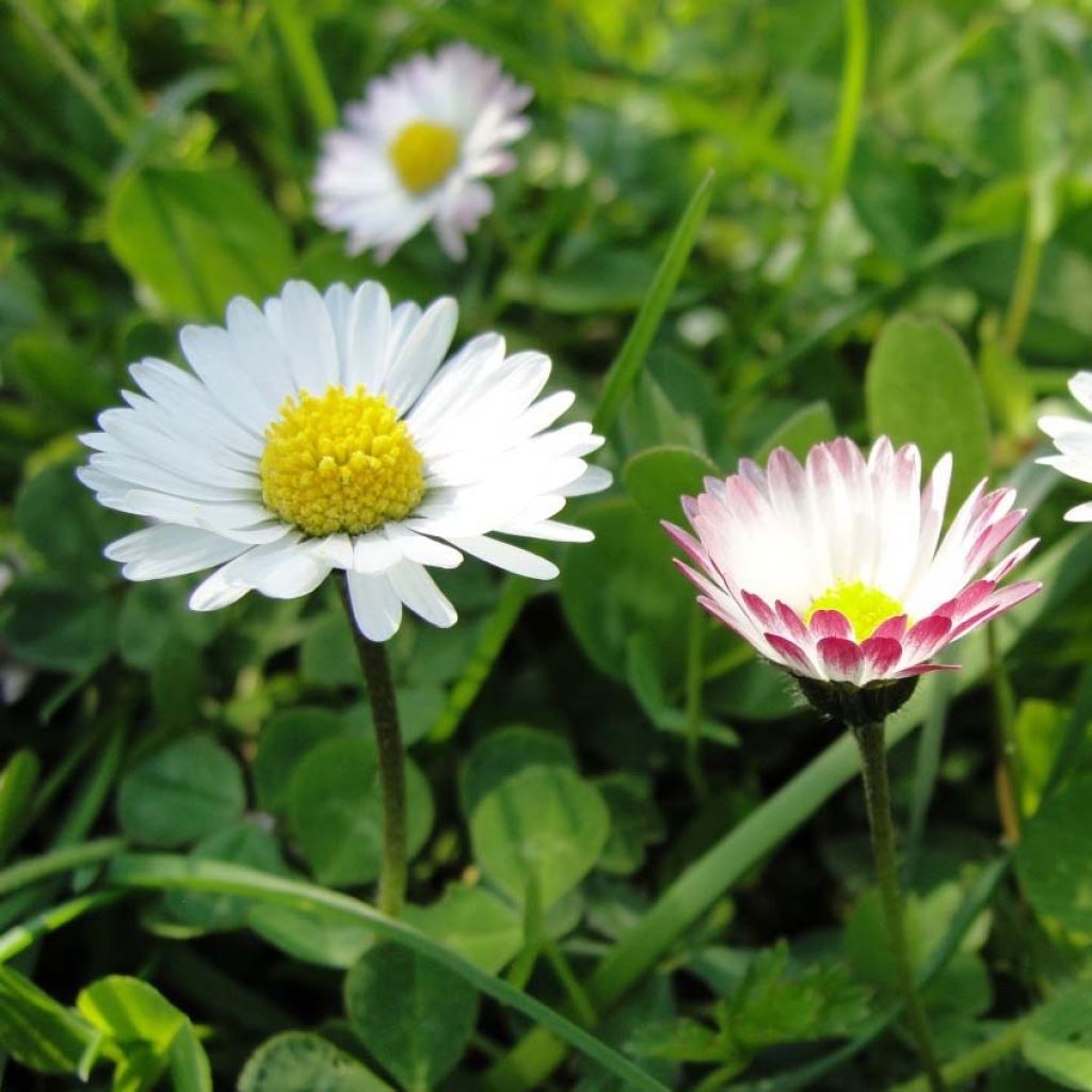 Bellis perennis em sementes
