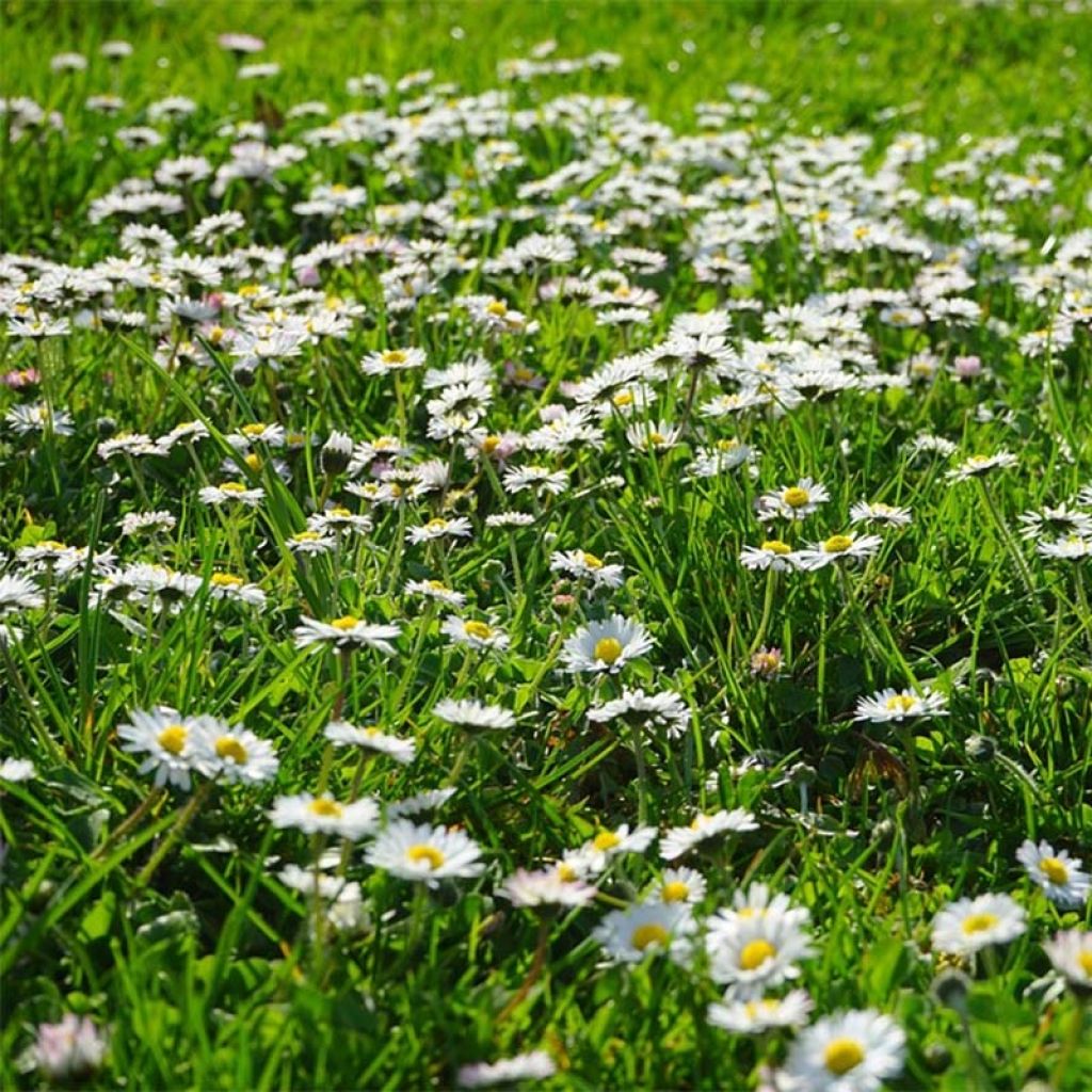 Bellis perennis em sementes