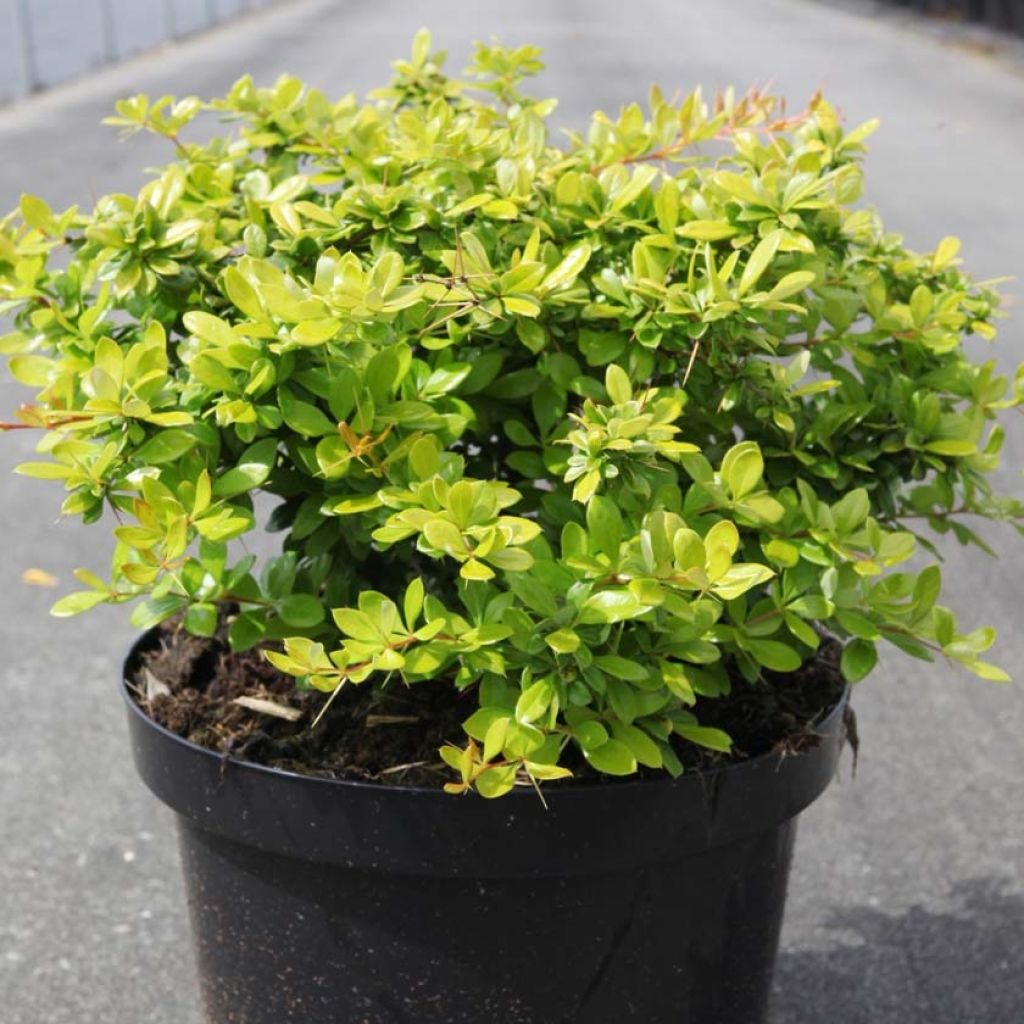 Berberis media Dual Jewel