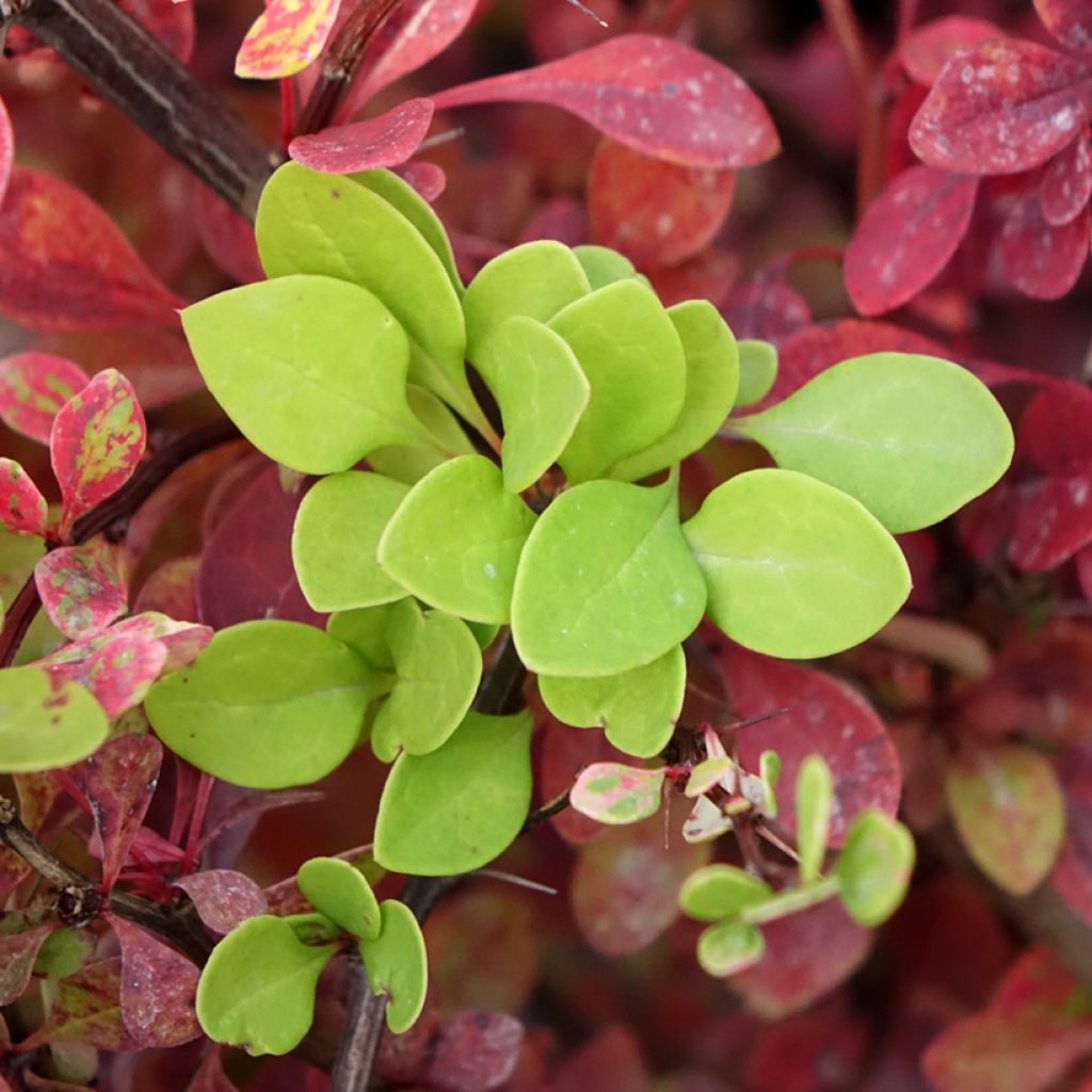 Berberis thunbergii Kelleriis