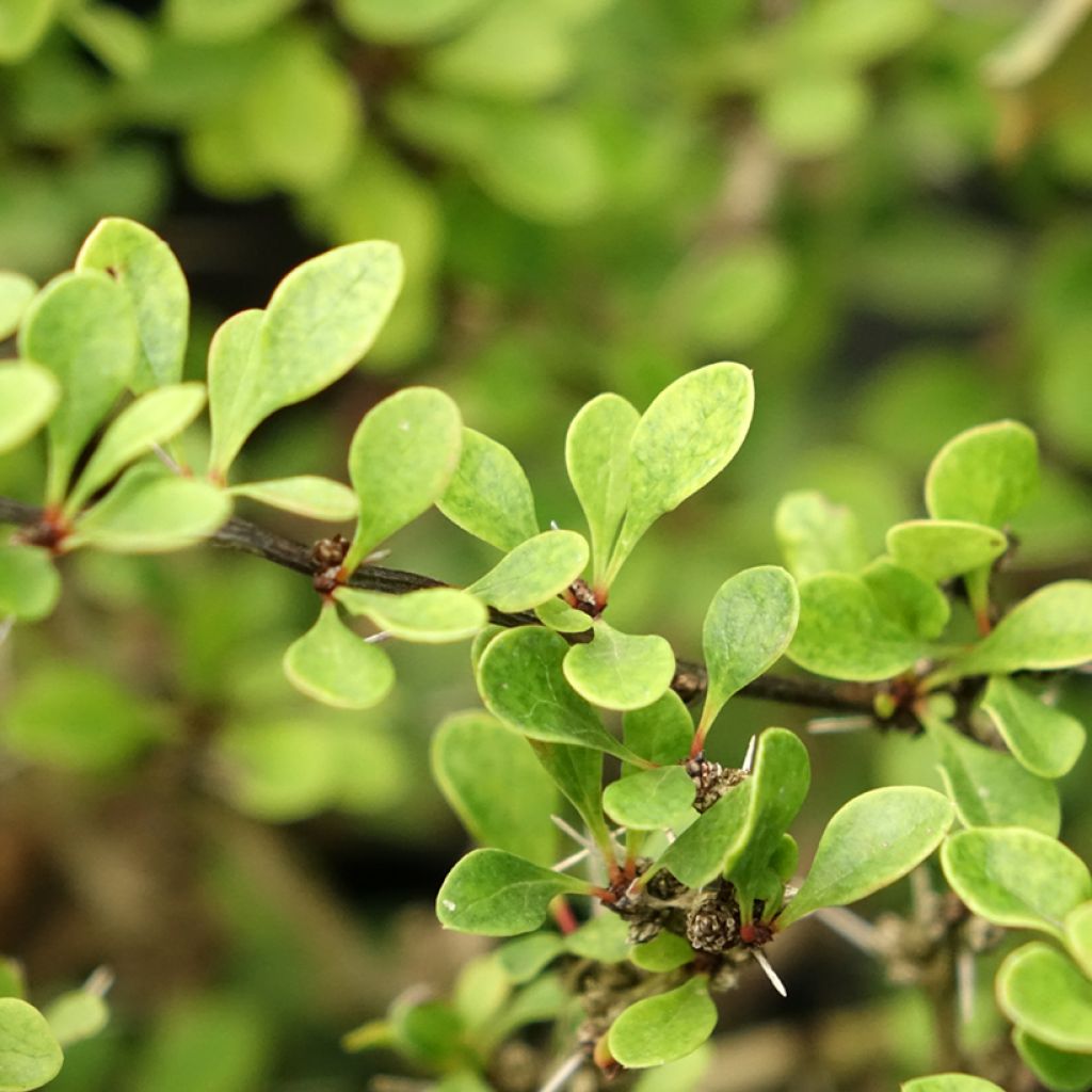 Berberis thunbergii Kobold