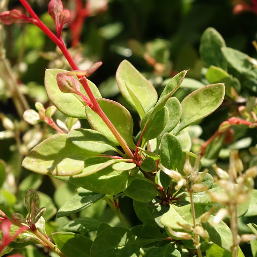 Berberis thunbergii Silver Beauty