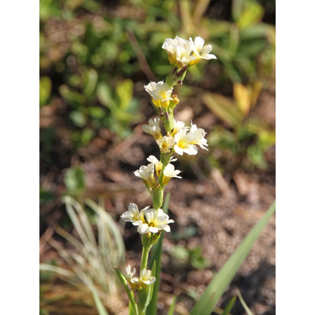 Sisyrinchium striatum