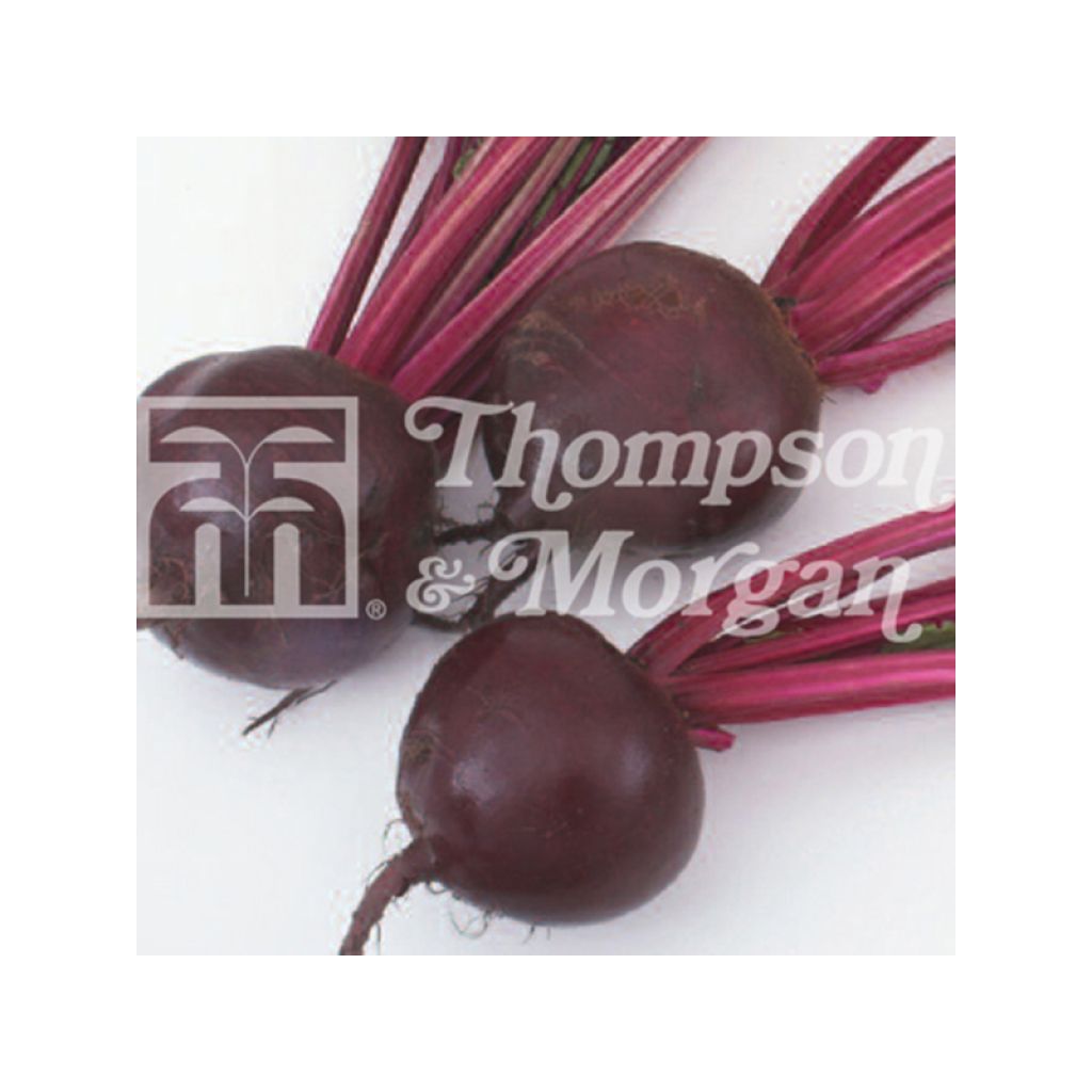 Betterave rouge Kestrel F1 - Beta vulgaris