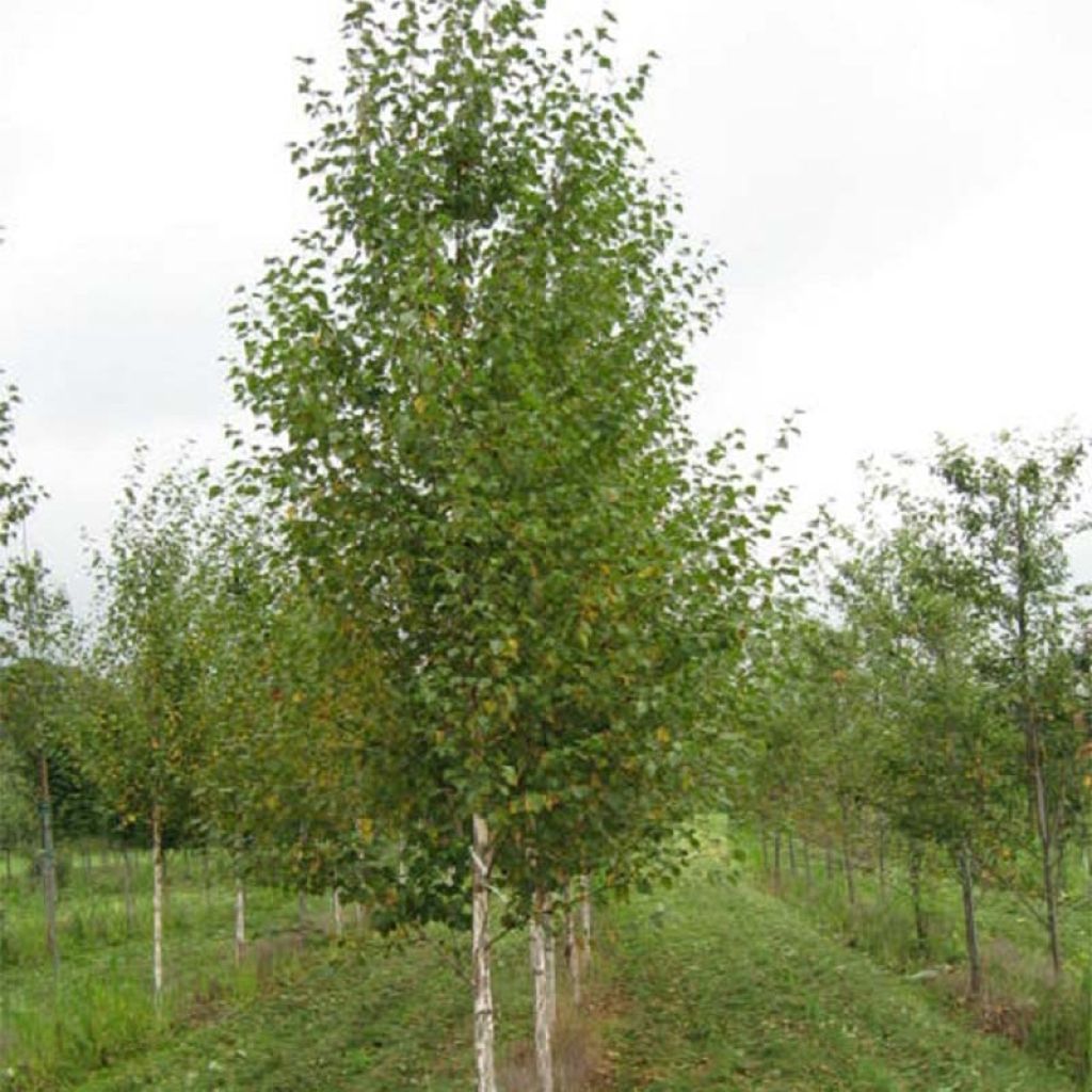 Betula nigra Heritage