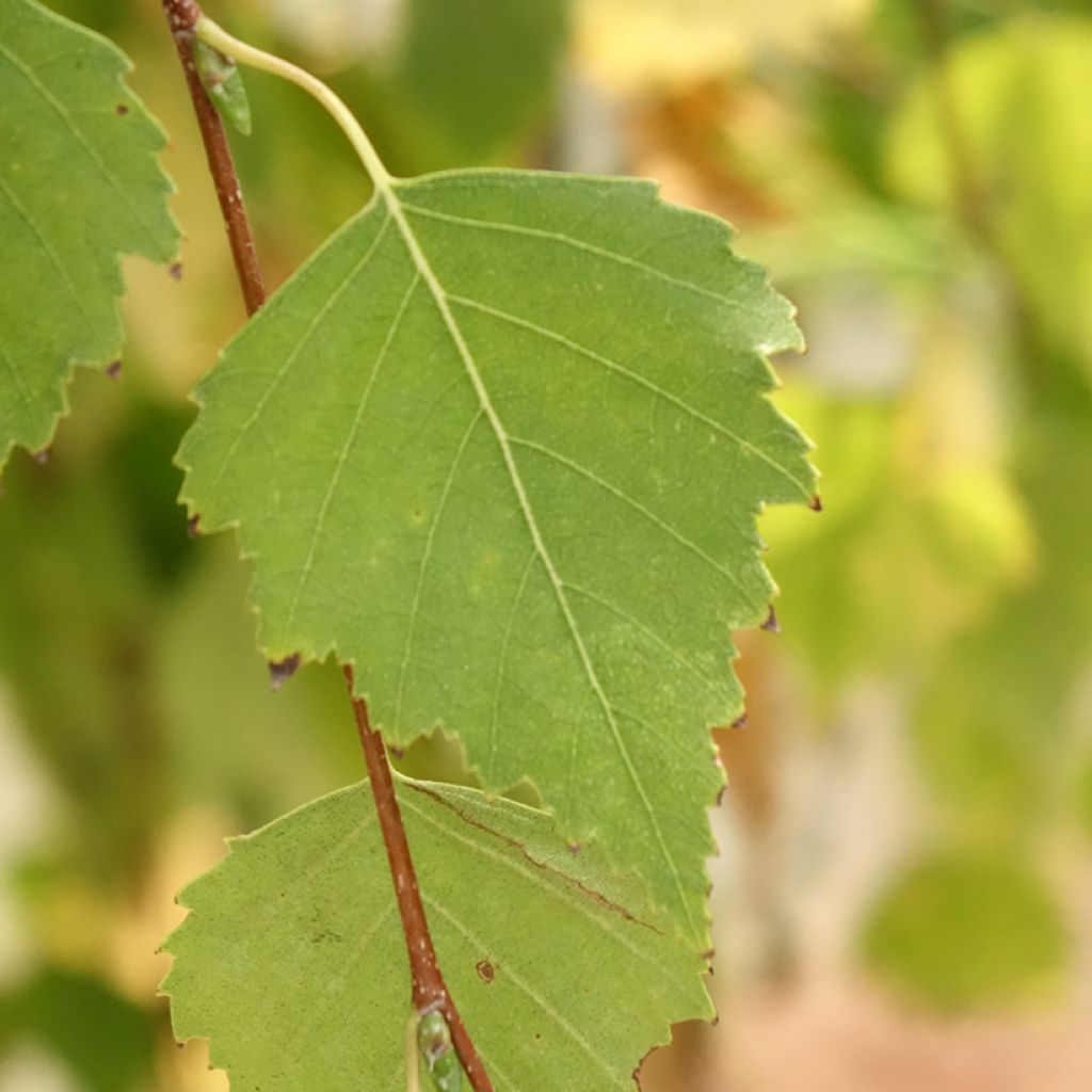 Betula pendula Magical Globe