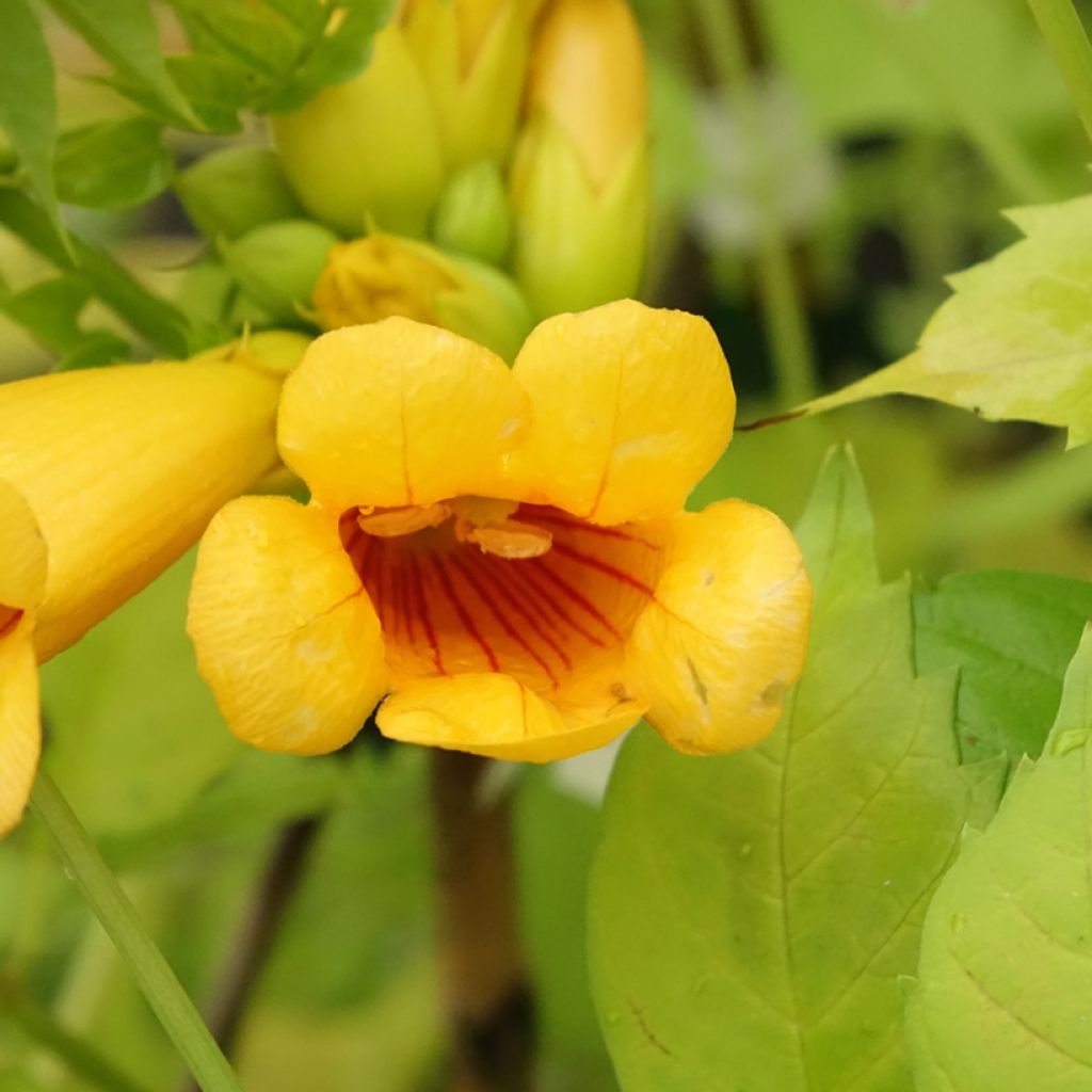 Bignónia Golden Trumpet