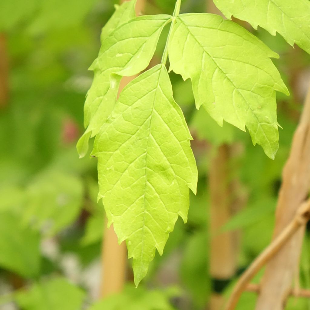 Bignónia Golden Trumpet