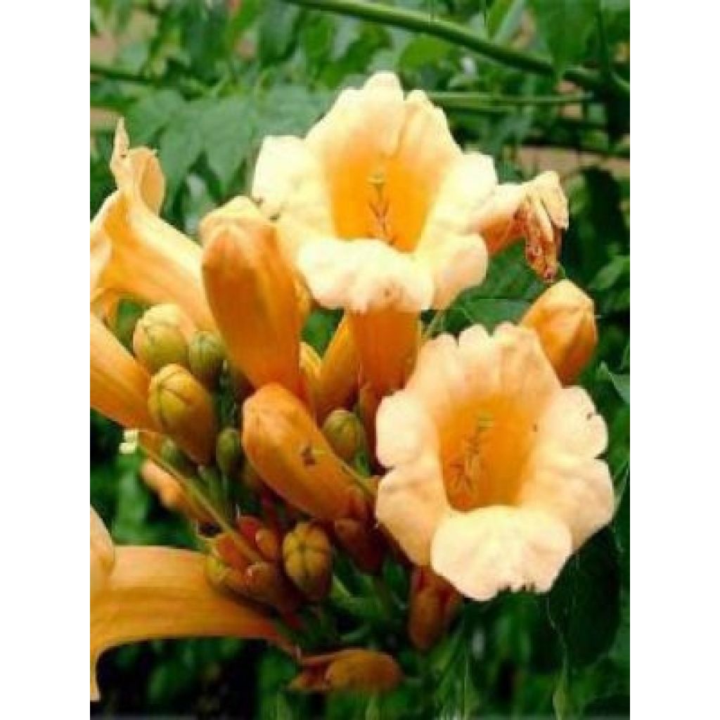 Bignónia radicans Yellow Trumpet