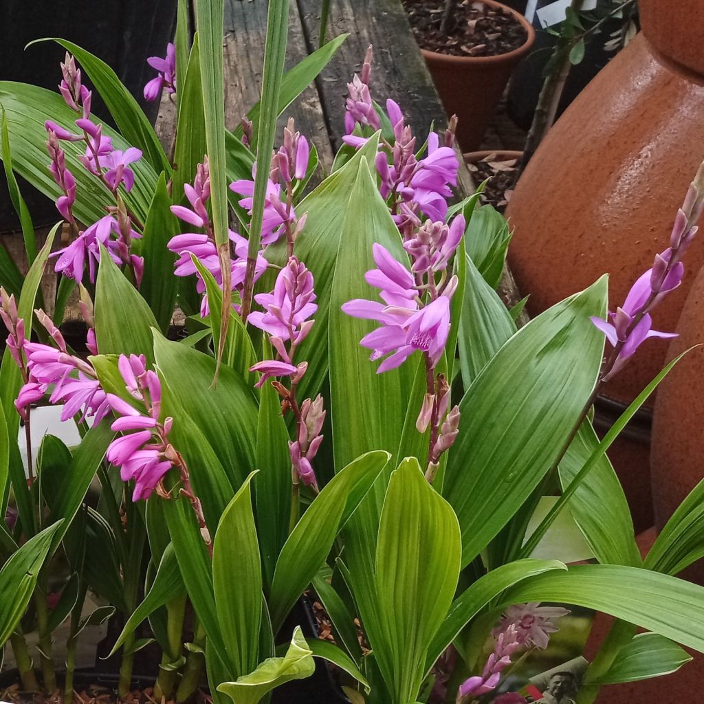 Bletilla striata Rosa