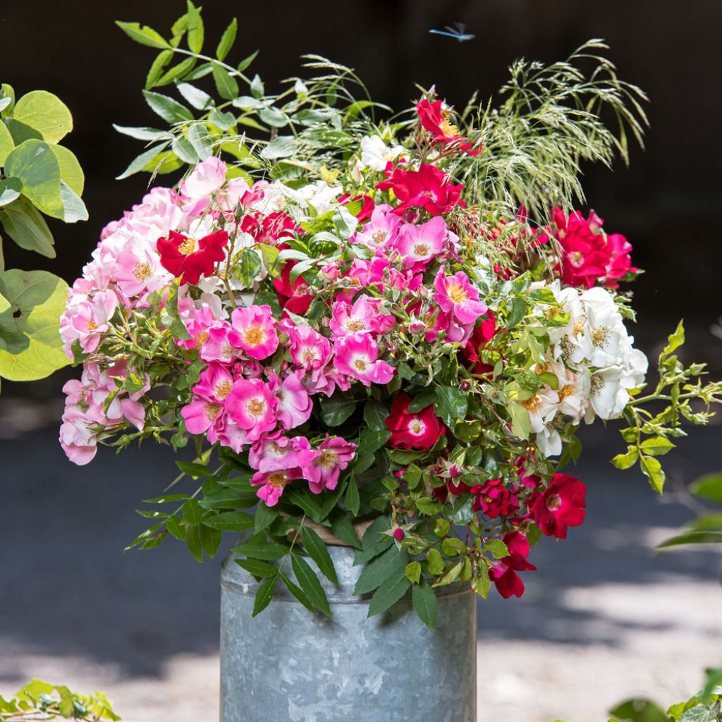 Roseira arbustiva Friendly Pink