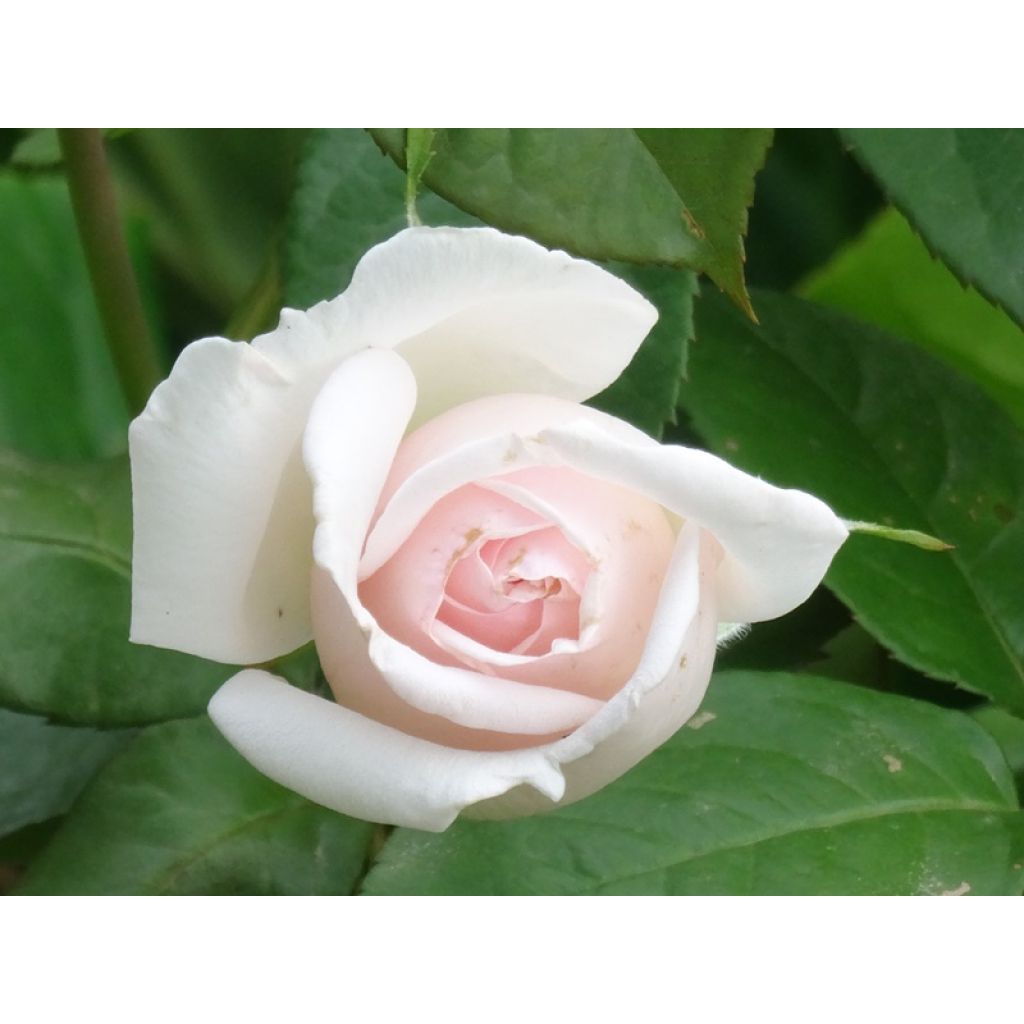 Roseira de flor grande Prince Jardinier