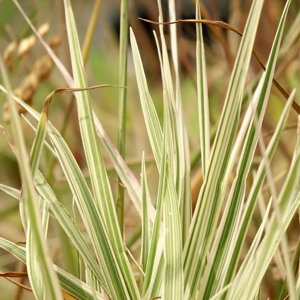 Briza media Zitterzebra