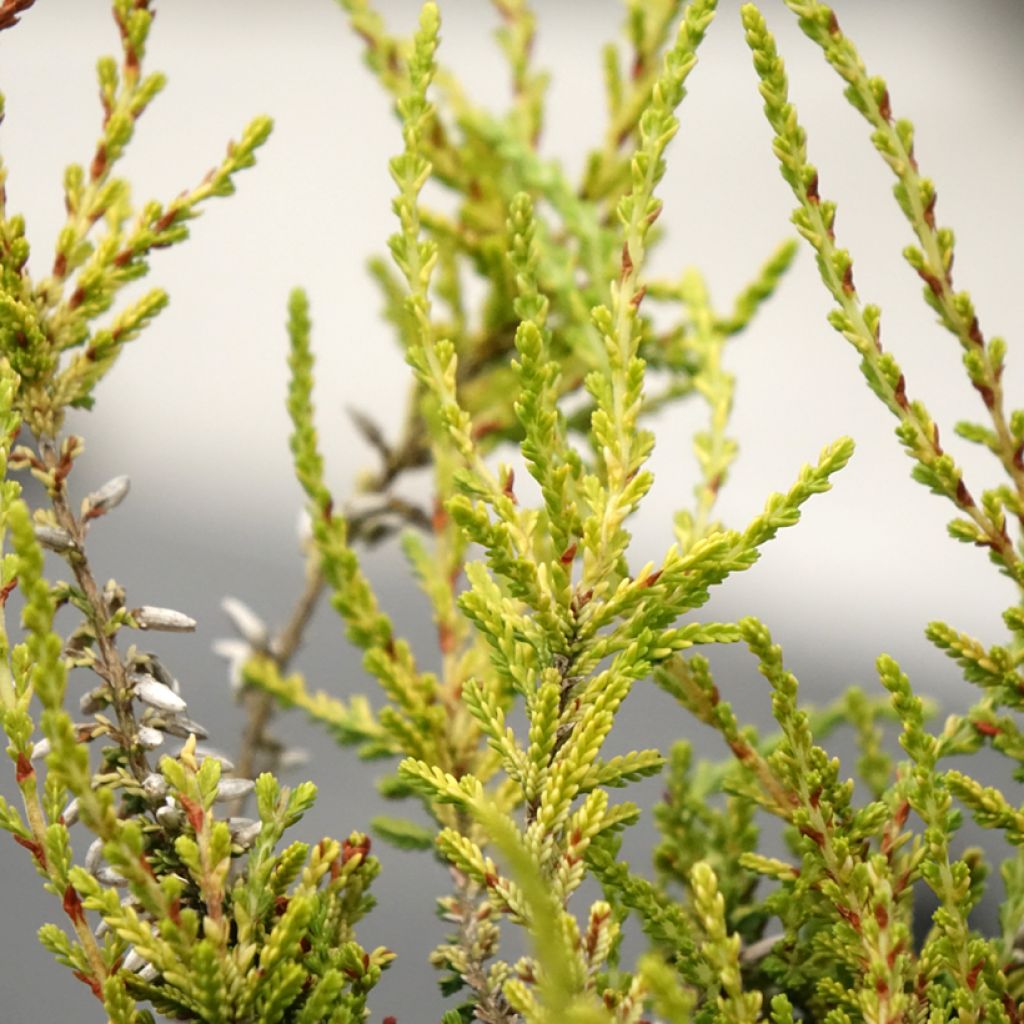 Calluna Garden Girls Golden Angie