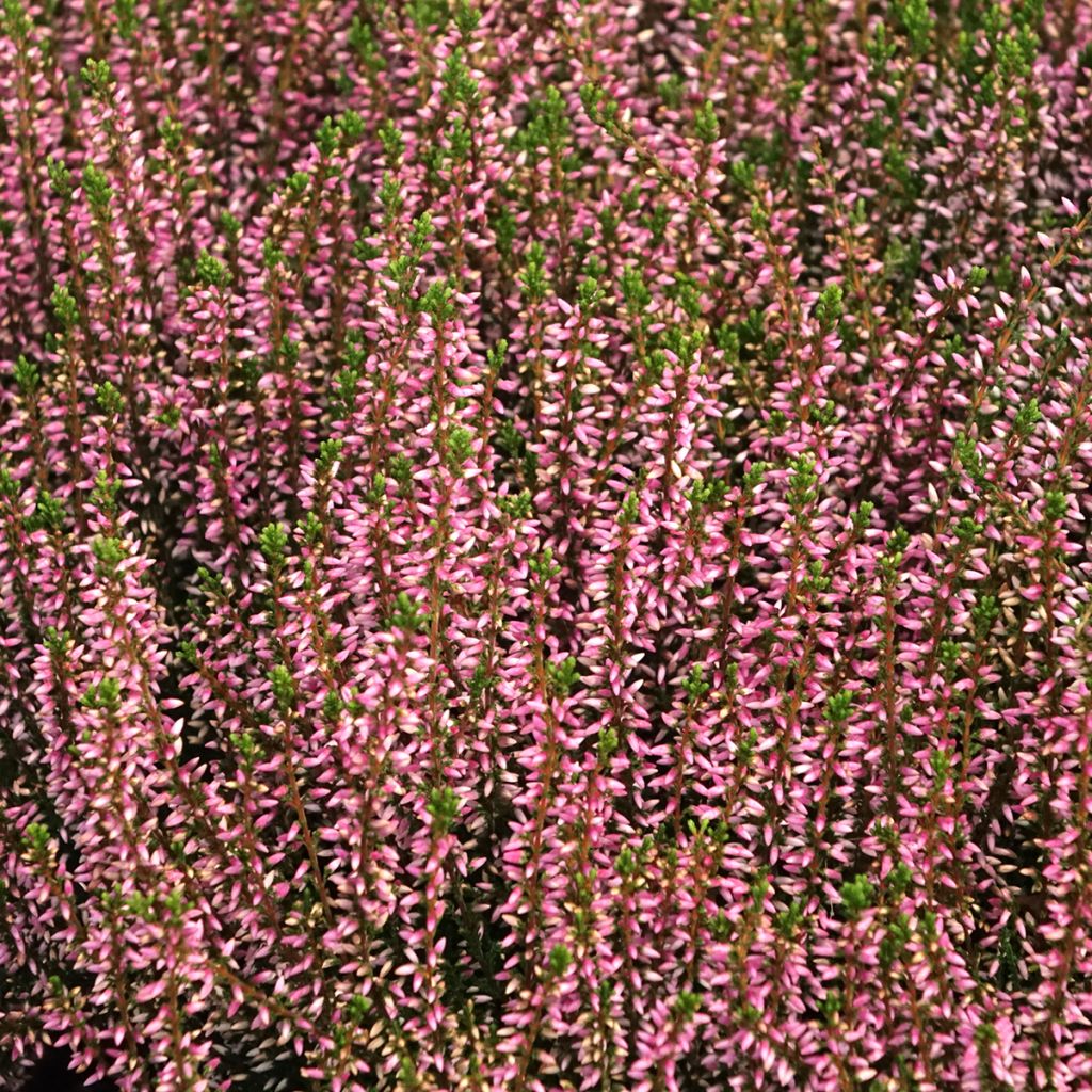 Calluna Garden Girls Pink Angie