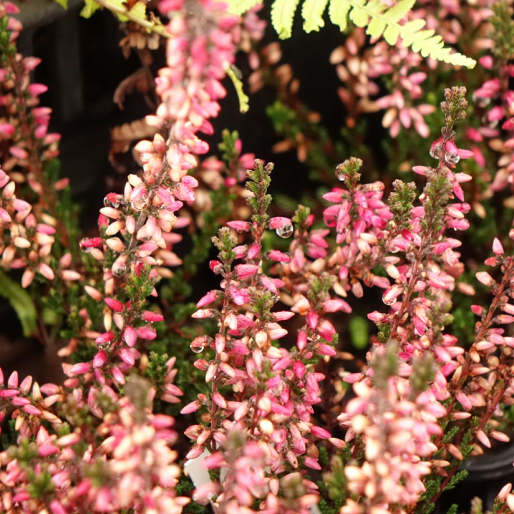 Calluna vulgaris Dark Beauty