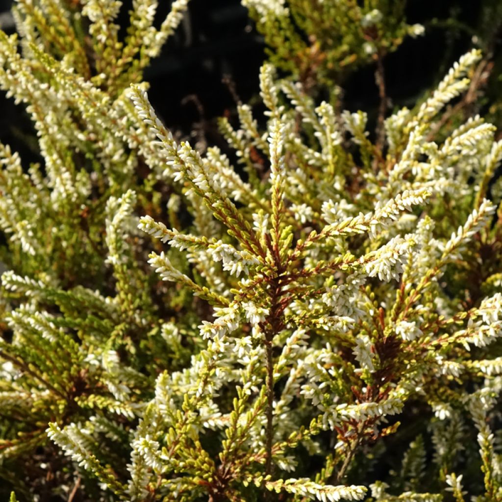 Calluna vulgaris Sandy