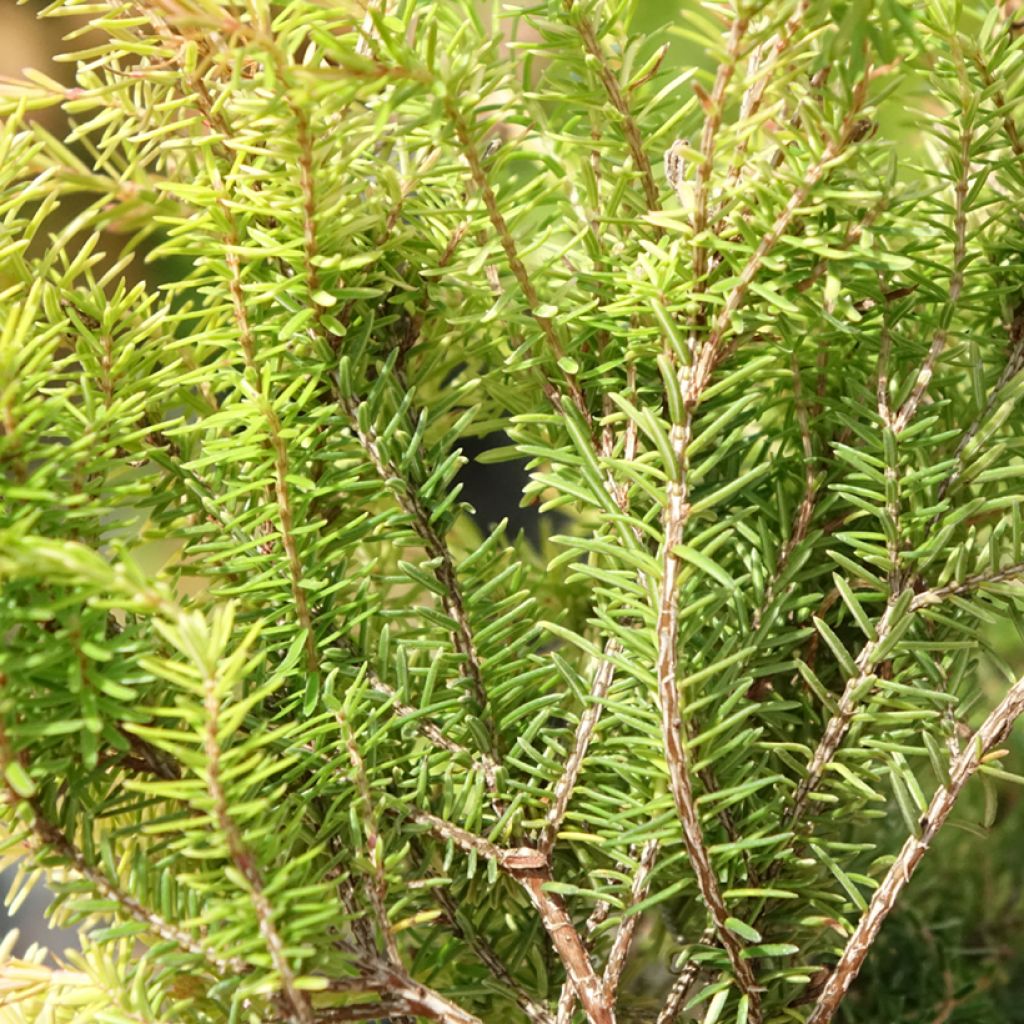 Urze-de-inverno Foxhollow - Erica carnea