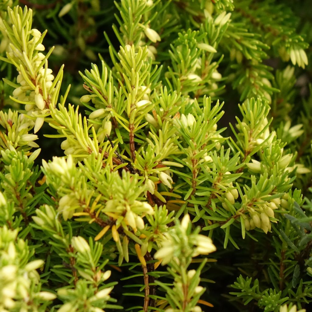 Urze-de-inverno Isabell - Erica carnea