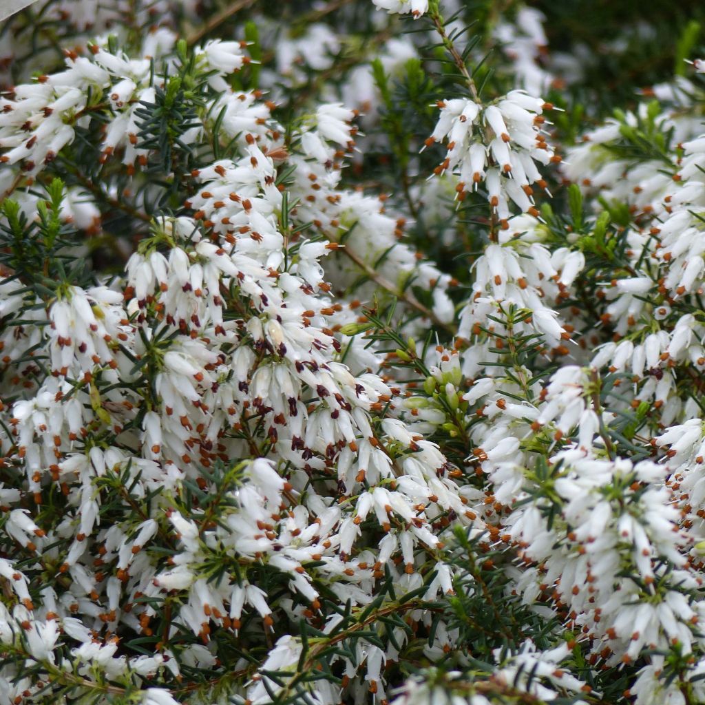 Urze-de-inverno Springwood White - Erica carnea