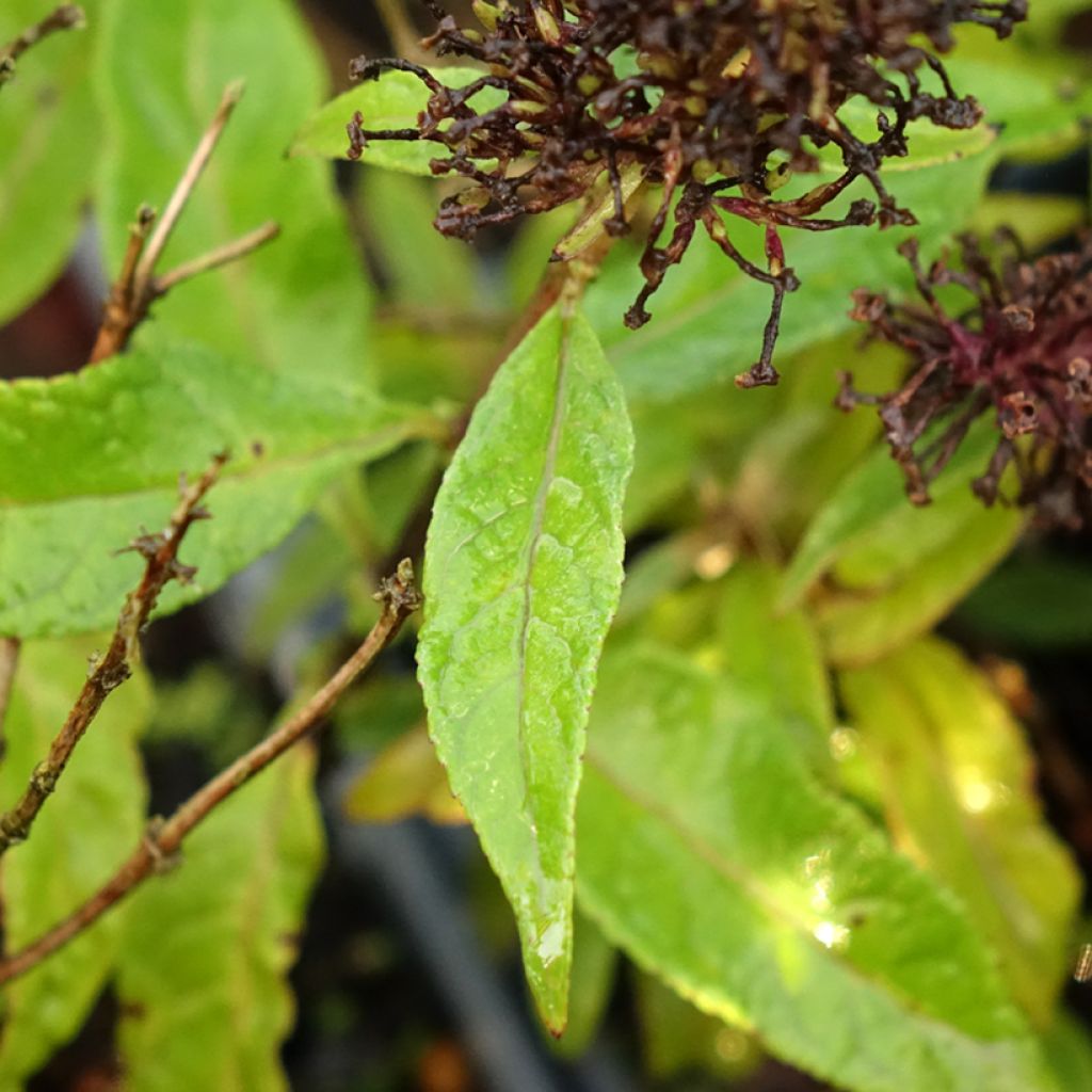 Budleia davidii Butterfly Candy Little Pink