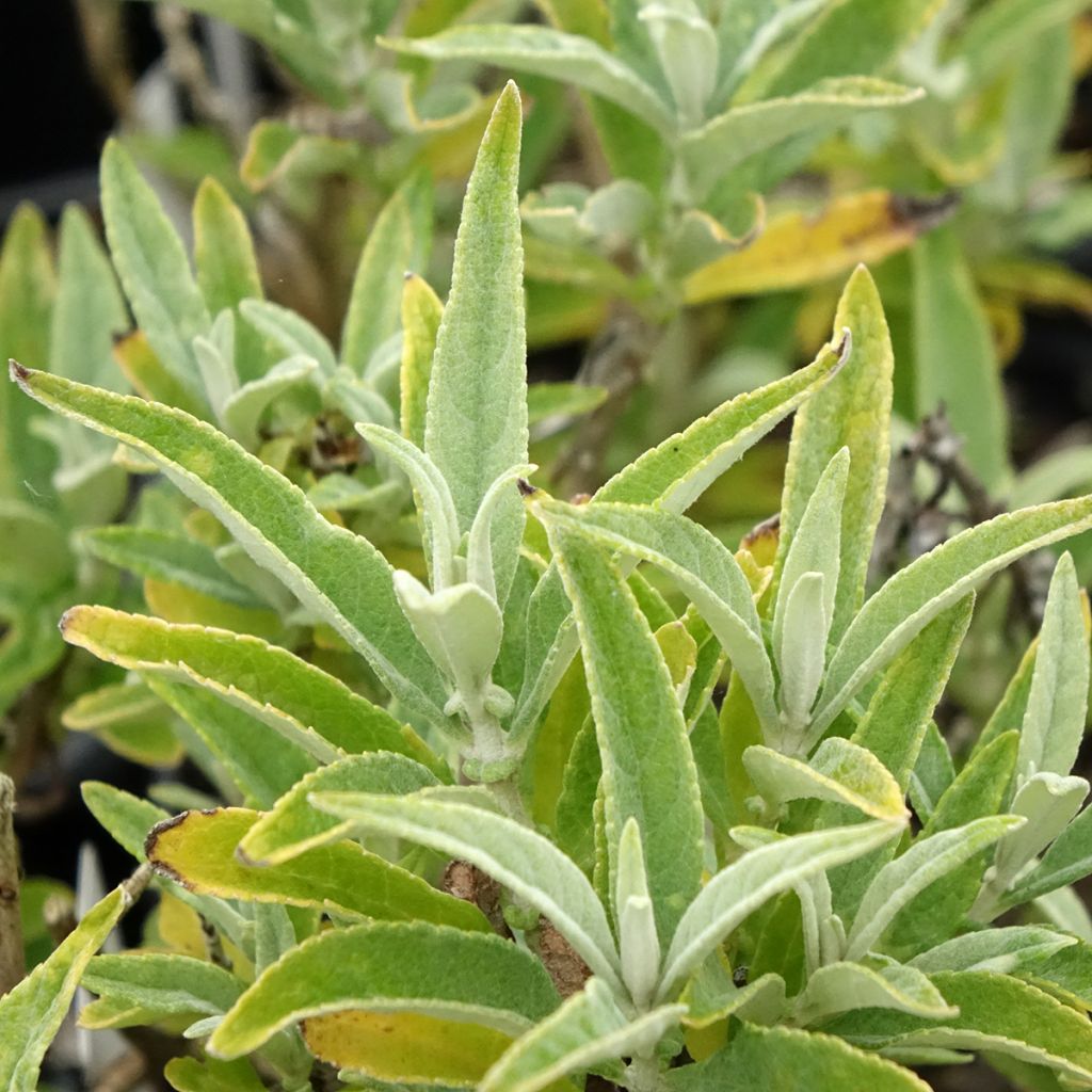 Budleia davidii Butterfly Candy Little White